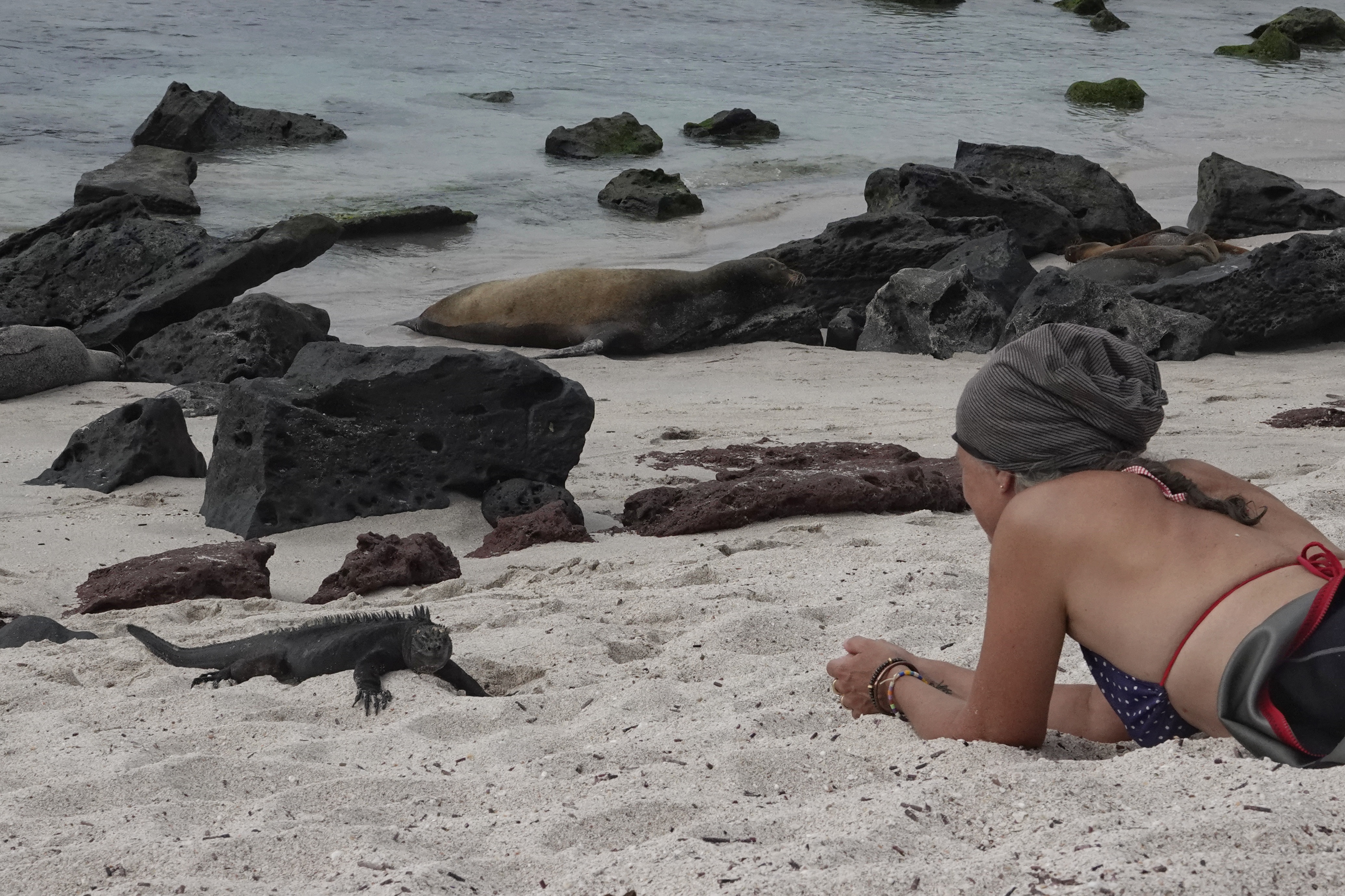 Observation des otaries sur la plage